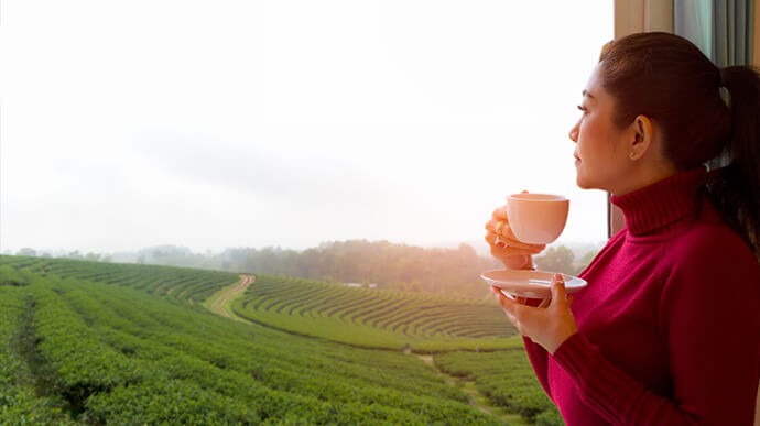 Conheça os chás nativos da região sul e suas propriedades